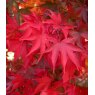 Acer palmatum 'Osakazuki'   3L Acer palmatum 'Osakazuki'   3L