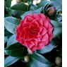 Camellia 'Black Lace'   3L