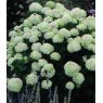 Hydrangea arborescens 'Annabelle'  5L
