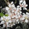 Prunus tomentosa   2L