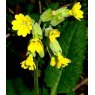 ALPINE Primula veris   1L