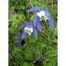 Clematis alpina 'Francis Rivis'   17cm