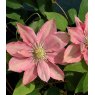 Clematis 'Little Mermaid'   17cm