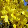Forsythia x intermedia 'Lynwood Variety'   2L