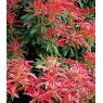 Pieris 'Forest Flame'  2L