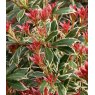 Pieris japonica 'Little Heath'   2L