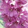 Delphinium 'Astolat'  2L