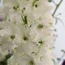 Delphinium 'Galahad'  2L