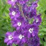 Delphinium 'King Arthur'  2L