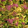 Spiraea japonica 'Firelight'  2L