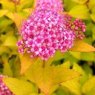 Spiraea japonica 'Golden Princess  2L