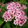 Spiraea japonica 'Little Princess'  2L