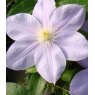 Clematis 'Blue Eyes'  2.5L/3L