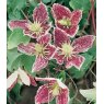 Clematis cirrhosa 'Freckles'  2.5L/3L