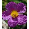 Cistus creticus  3L
