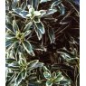Euonymus japonicus 'Microphyllus Albovariegatus'  3L