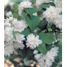 Philadelphus 'Manteau d'Hermine'   3L