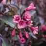 Weigela florida 'Wine And Roses'  3L