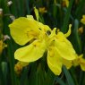 MARGINAL - Iris pseudacorus 'Flore Pleno'   1L
