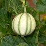 VEG_Melon France Miniature 01