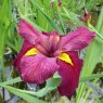 MARGINAL - Iris louisiana 'Ann Chowning'   3L