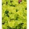 Heuchera 'Lime Marmalade'   2L
