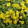 BEDD_Bacopa Mecardonia Gold Flakes 01