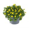 BEDD_Bacopa Mecardonia Gold Flakes 02 FL
