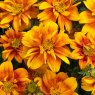 BEDD_Bidens Bee Happy Double Orange 01