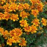 BEDD_Bidens Bee Happy Double Orange 02