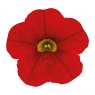 BEDD_Calibrachoa Cabaret Early Bright Red 01 FL