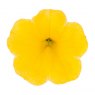BEDD_Calibrachoa Cabaret Early Bright Yellow 01 FL