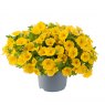 BEDD_Calibrachoa Cabaret Early Bright Yellow 02 FL