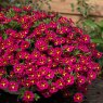 BEDD_Calibrachoa Cabaret Special Bumble Bee Rose 02