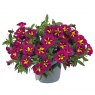 BEDD_Calibrachoa Cabaret Special Bumble Bee Rose 03 FL