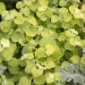 BEDD_Helichrysum Gold 01