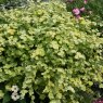 BEDD_Helichrysum Gold 02