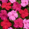 BEDD_Impatiens Beacon Raspberry Sundae Mixed 01