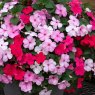 BEDD_Impatiens Beacon Raspberry Sundae Mixed 02