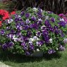 BEDD_Petunia Sweet Sunshine Blue Sky 02