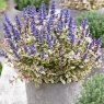 ALP_Ajuga Princess Nadia 02 PT