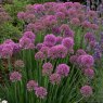 PER_Allium Serendipity 02