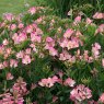 PER_Alstroemeria Summer Break 02