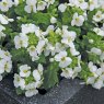ALP_Arabis Lotti White 02