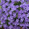 ALP_Campanula Sago 02