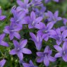 ALP_Campanula Sago 01