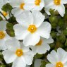 SHRUB_Cistus Thrive 01