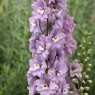 PER_Delphinium Magic Fountains Cherry Blossom 01