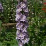PER_Delphinium Magic Fountains Cherry Blossom 02