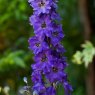 PER_Delphinium Magic Fountains Dark Blue with Black Bee 02